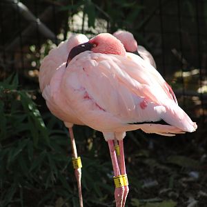 Lesser Flamingo