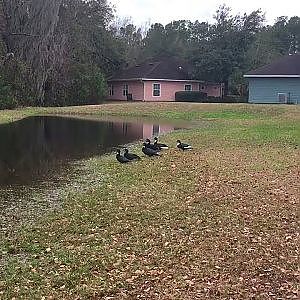 The Village Ponds & Ducks - YouTube