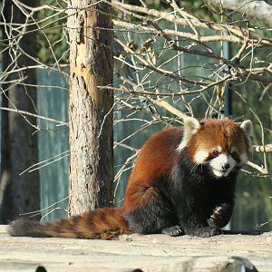 red panda