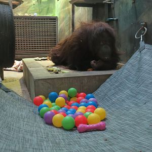 disabled orangutan rehabilitation