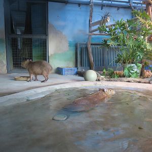 capybara and marmoset enclosure