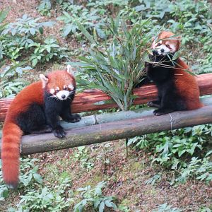 red panda