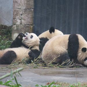giant panda