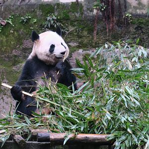 giant panda