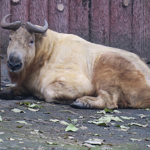 golden takin