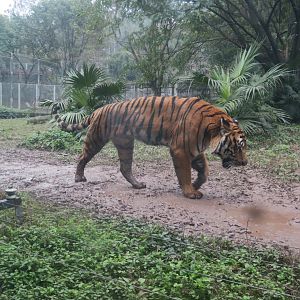 South China tiger