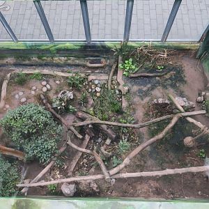 Asian golden cat enclosure