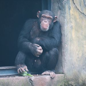 Chimpanzee