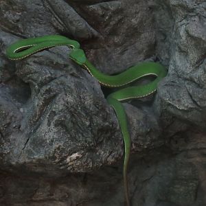 Tryptelytrops albolabris