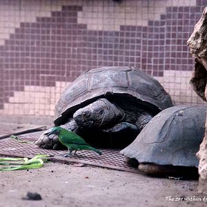 Female orange-bellied leafbird before tortoises