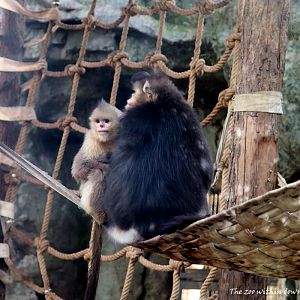 Yunnan Snub-nosed monkeys