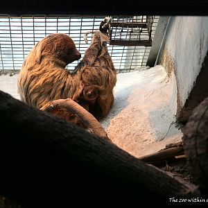The baby sloth born in 2018-2-11