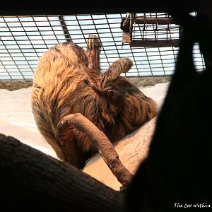 The Baby Sloth born in 2-11