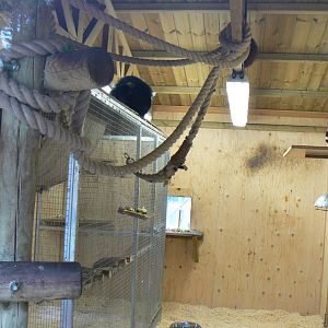 Lemur House - 12 February 2018