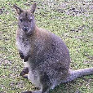Red-necked Wallaby/ Joey - 12 February 2018