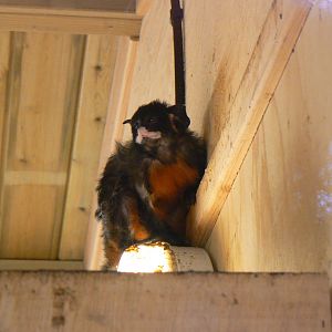 Red-bellied Tamarin - 12 February 2018