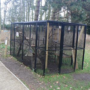 Swinhoe's Striped Squirrel Enclosure - 12 February 2018