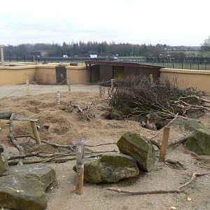 Meerkat and Cape Porcupine Enclosure - 12 February 2018