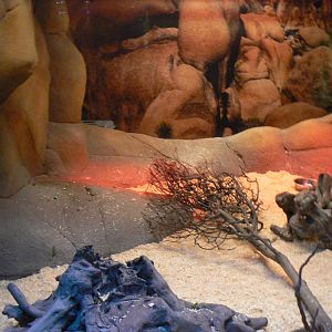 Big Hairy Armadillo Enclosure - 12 February 2018