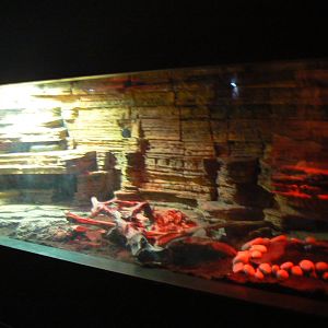 Hog Island Boa Enclosure - 12 February 2018