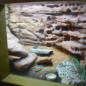 Plated Lizard Enclosure - 12 February 2018
