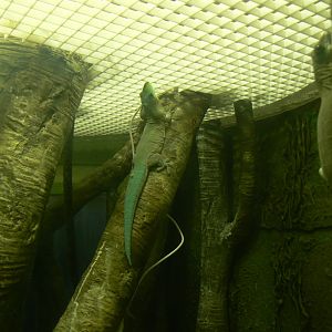 Standing's Day Gecko - 12 February 2018