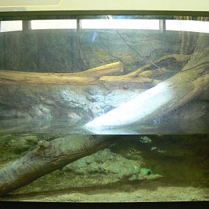 Philippine Sailfin Lizard Enclosure - 12 February 2018