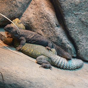 Sahara Uromastyx - 12 February 2018