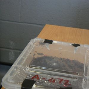 Desertas Wolf Spider - 12 February 2018