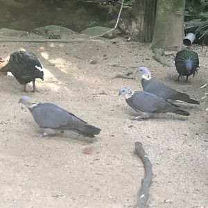Ashy Wood-pigeon (Columba pulchricollis)