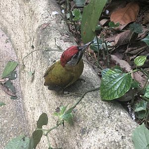 Laced Woodpecker (Picus vittatus)