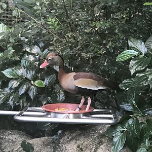 Southern Black-bellied Whistling Duck (Dendrocygna autumnalis autumnalis)