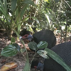 Eastern Crested Guineafowl (Guttera pucherani)