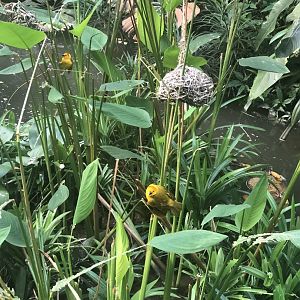 Taveta Golden Weaver (Ploceus castaneiceps)