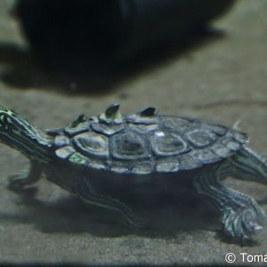 Black-knobbed Map Turtle (Graptemys nigrinoda), Nov. 2017