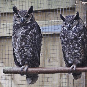 South American Great Horned Owls (Bubo virginianus nacurutu), Nov. 2017