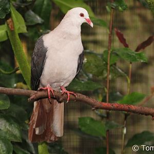 Mauritius Pink Pigeon (Nesoenas meyeri), Nov. 2017