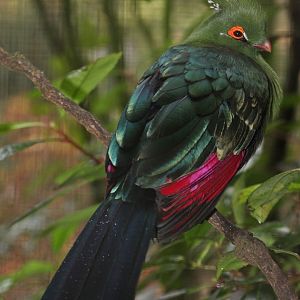 Schalow’s Turaco (Tauraco schalowi), Nov. 2017