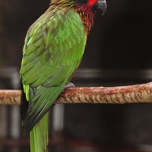 Yellow-streaked Lory (Chalcopsitta scintillata), Nov. 2017