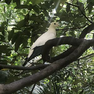 Pied Imperial Pigeon (Ducula bicolor)
