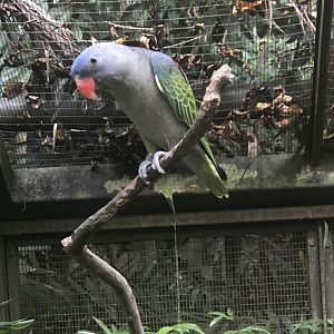Blue-rumped Parrot (Psittinus cyanurus)