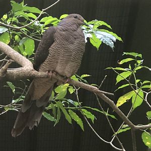 Barred Cuckoo-dove (Macropygia unchall)