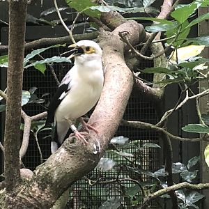 Grey-backed Myna (Acridotheres tricolor)