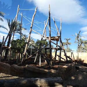 New Black-crested Mangabey enclosure