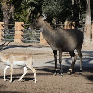 Nilgai and Blackbuck