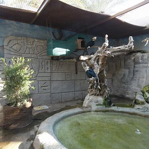 Black & White Casqued Hornbill enclosure