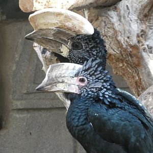 Black & White Casqued Hornbill pair