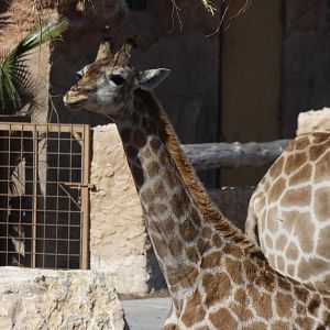Angolan Giraffe Calf
