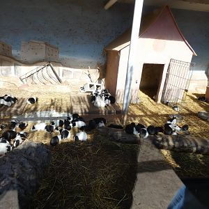 Guinea Pig enclosure on Children’s Farm