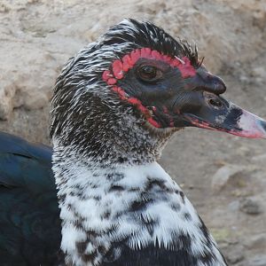 Muscovy Duck